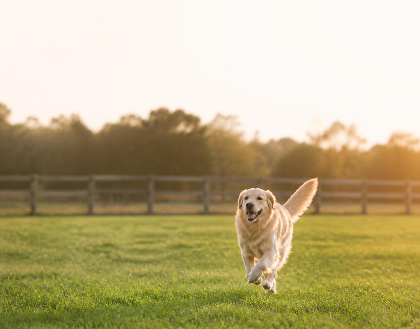 Hund läuft frei auf einer eingezäunten privaten Wiese im Abendlicht